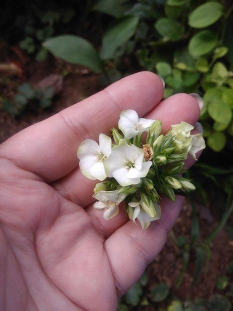  - Phlox