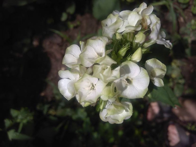 - Phlox