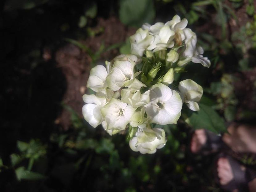  - Phlox