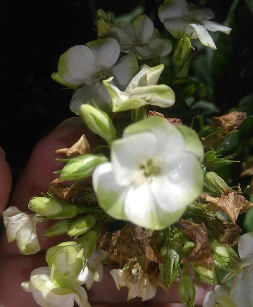  - Phlox