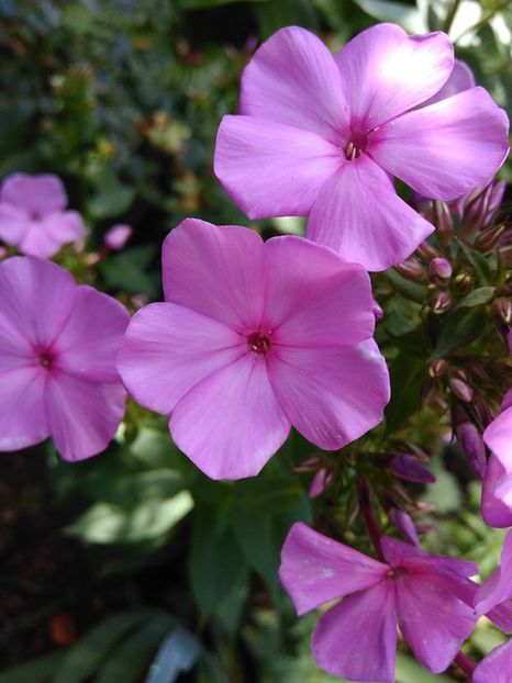  - Phlox