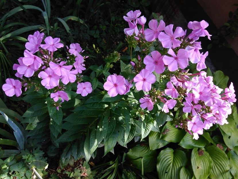  - Phlox