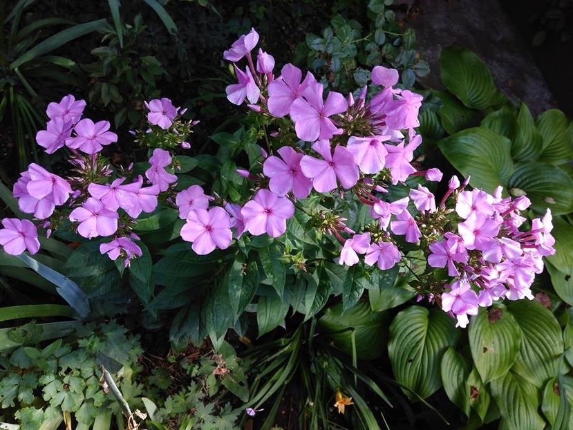  - Phlox
