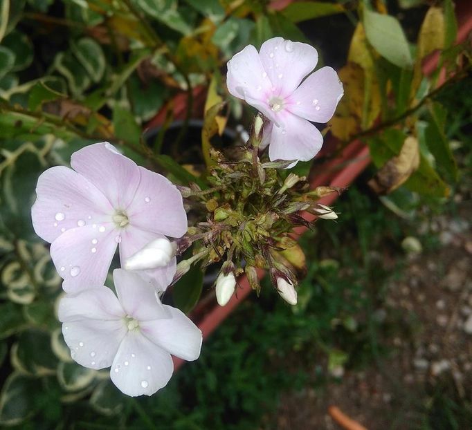  - Phlox