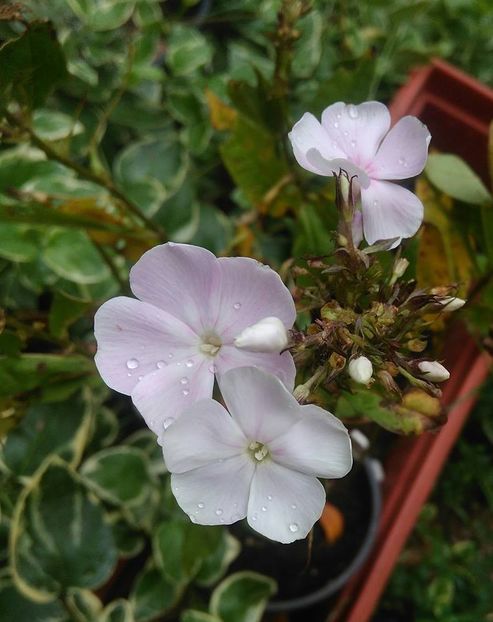  - Phlox