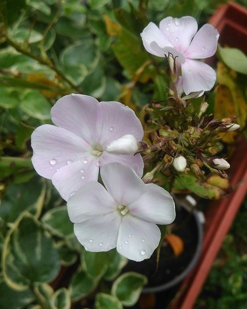  - Phlox