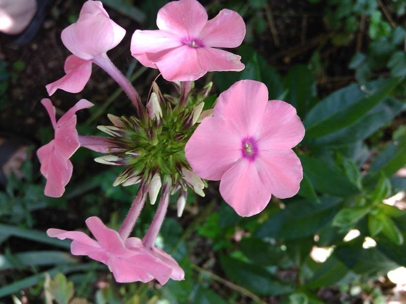  - Phlox