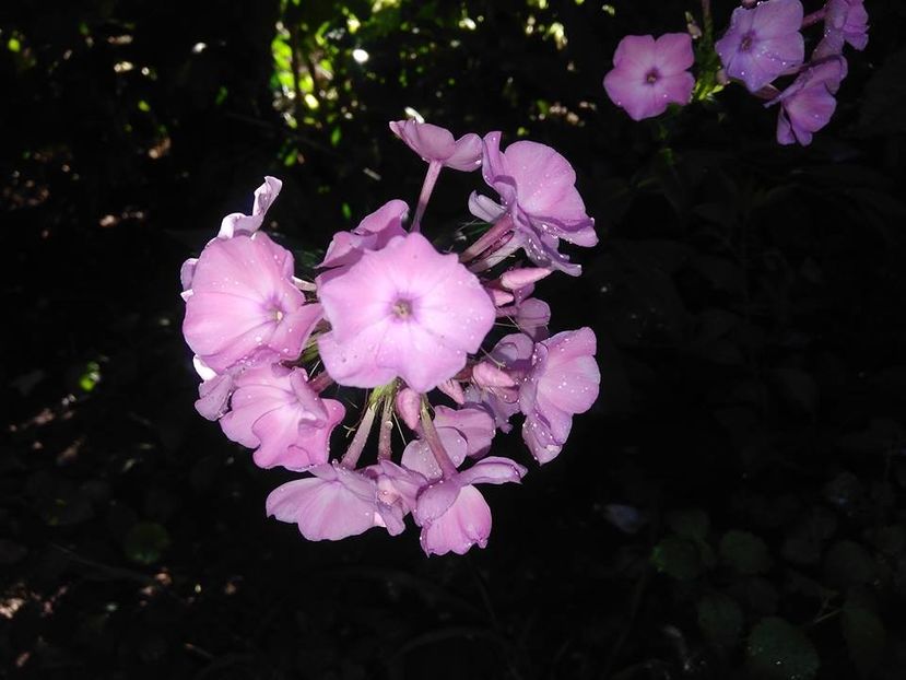  - Phlox