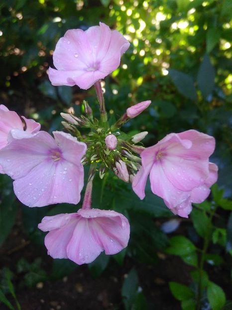  - Phlox