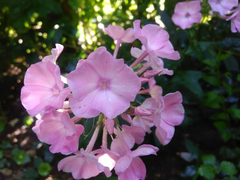  - Phlox