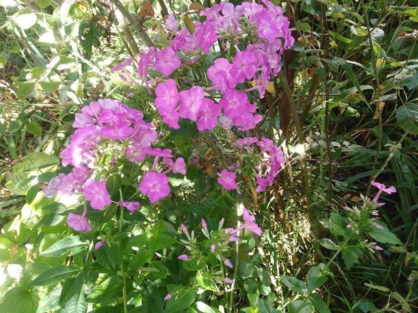  - Phlox
