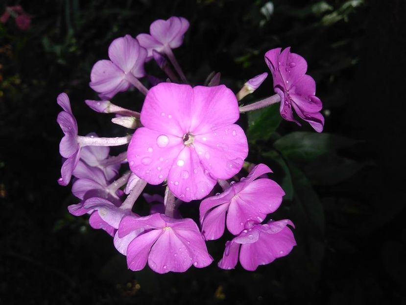  - Phlox
