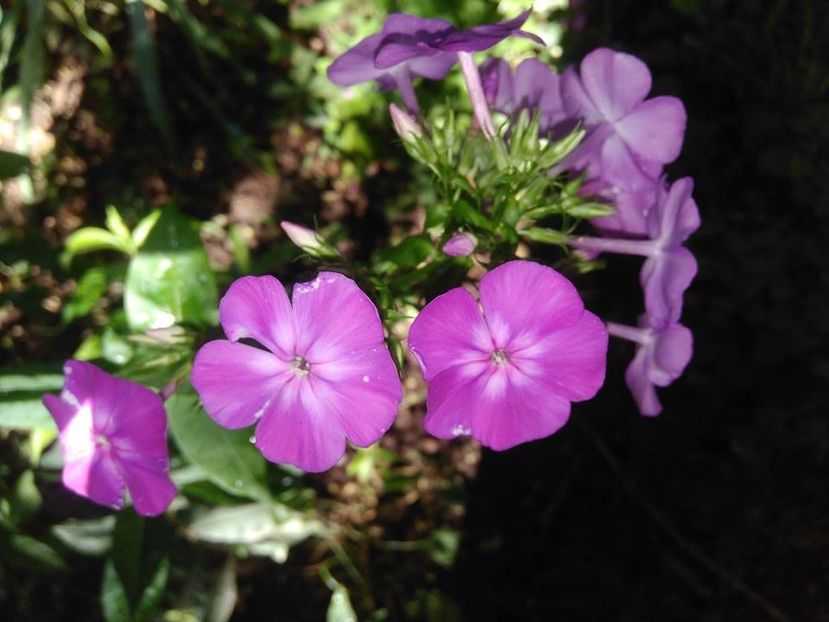 - Phlox