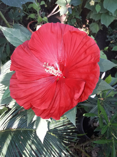  - Hibiscus Summerific Cranberry Crush