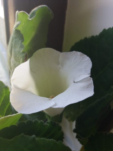  - gloxinia 2018