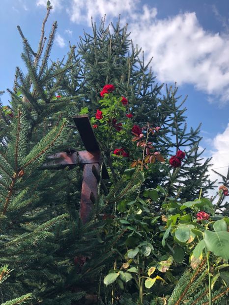 86548AF0-517B-402C-A4F0-0ADFDF6C9174 - Foisorul surorii mele