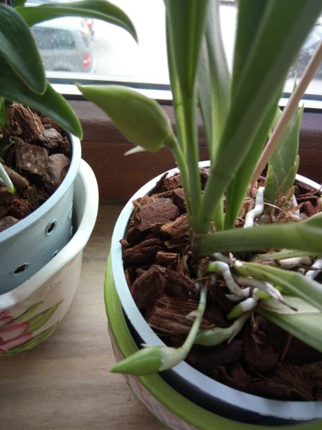 Bobocei cochleanthes - florile mele dragi