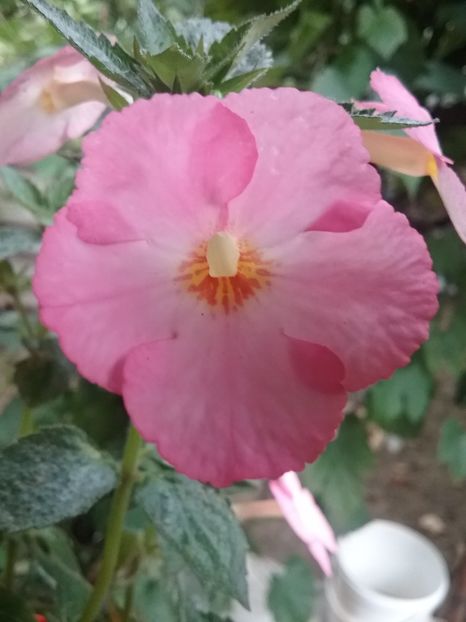  - Vie en Rose