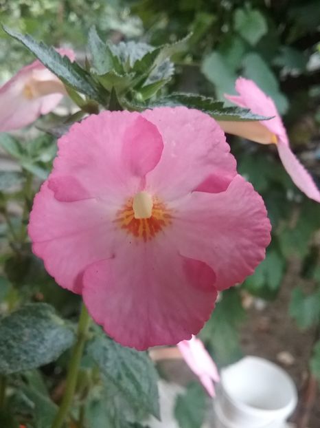 20180806_180914(0) - Vie en Rose