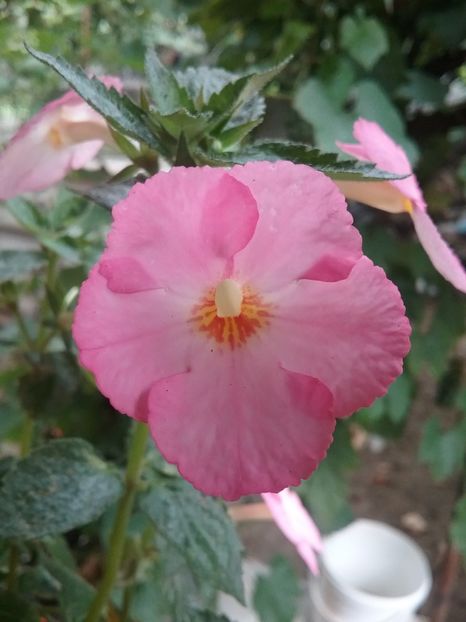  - Vie en Rose
