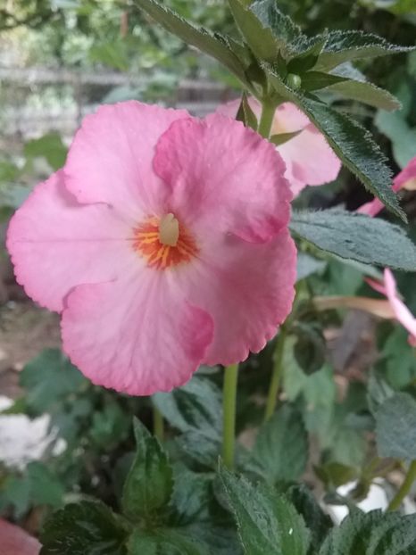  - Vie en Rose