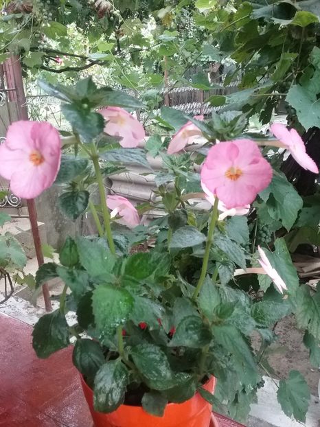  - Vie en Rose