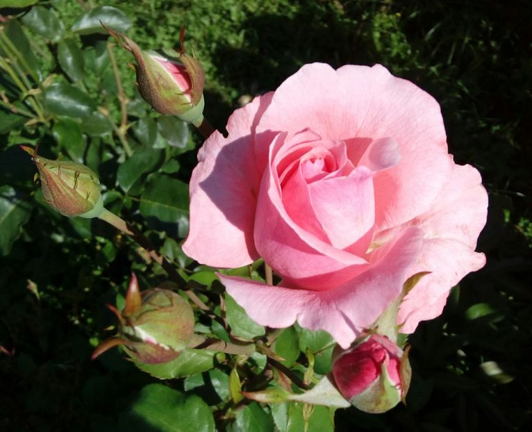  - TRANDAFIRI 2018-2019