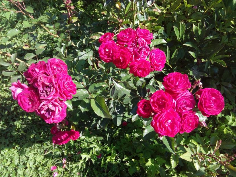  - TRANDAFIRI 2018-2019