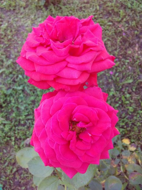  - TRANDAFIRI 2018-2019