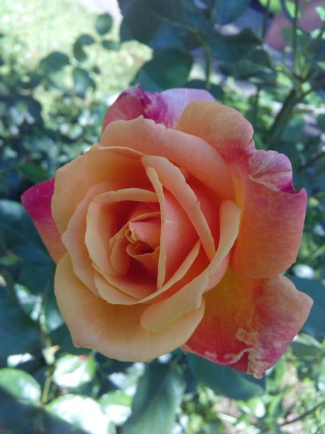  - TRANDAFIRI 2018-2019