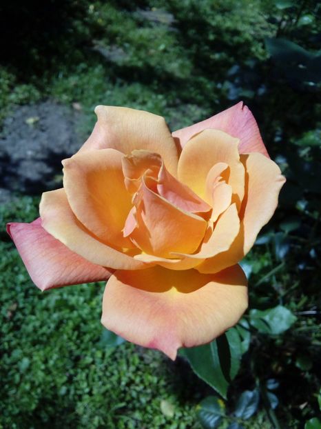  - TRANDAFIRI 2018-2019