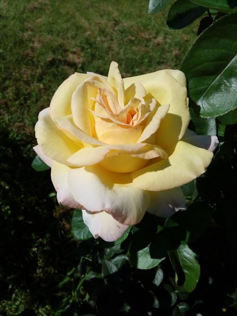  - TRANDAFIRI 2018-2019