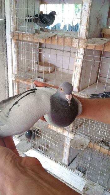 IMG-20180806-WA0027 - Severodonets-2