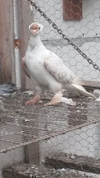 Mascul 2013 - 05 Randunele de Saxonia