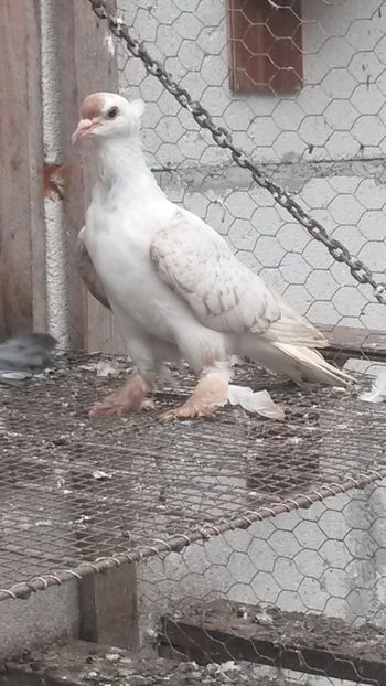  - 05 Randunele de Saxonia