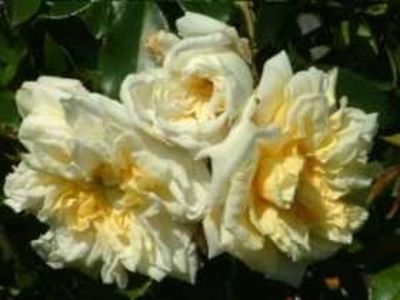 Alberich Barbier - Trandafiri-oferta 2018