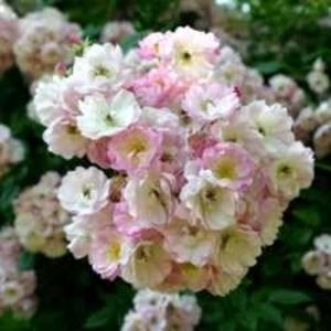 Apple Blossom - Trandafiri-oferta 2018