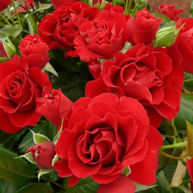 paisley-abbey-021 - Trandafiri-oferta 2018