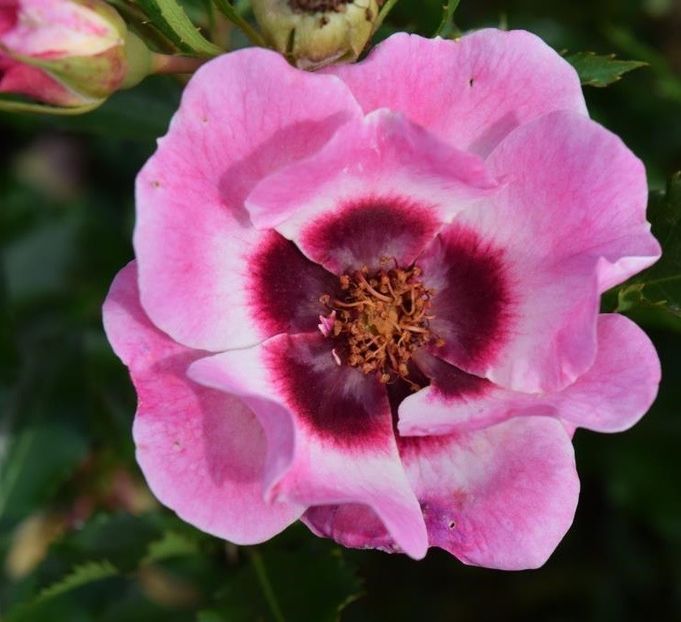 Trendy Babylon Eyes low res - Trandafiri-oferta 2018