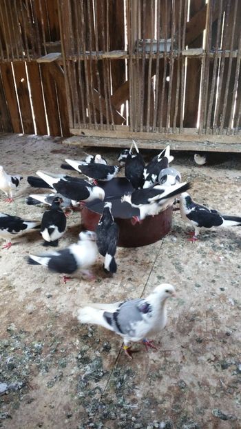  - -Matca 2018 jucatori de galati