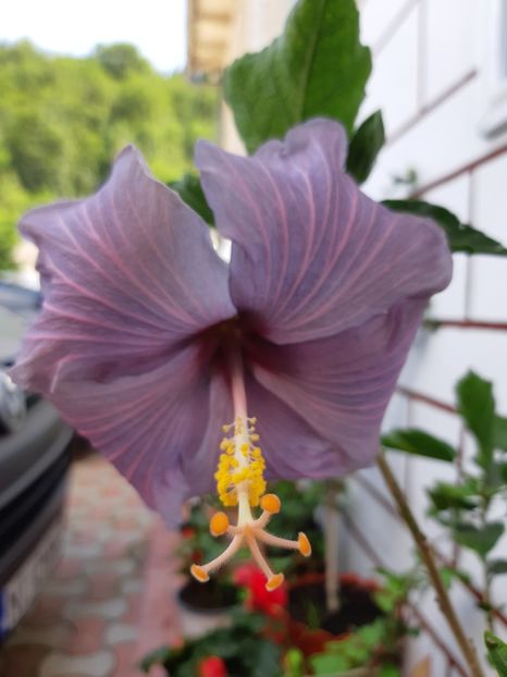  - 2018 Tahitian Purple Sovereign