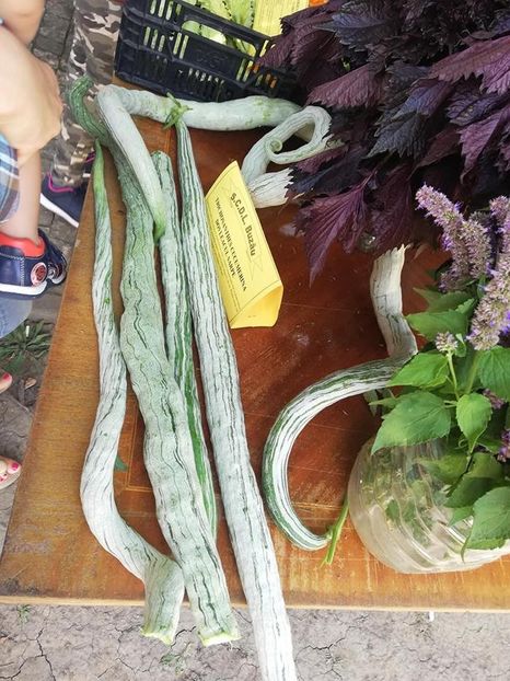  - A - A Festivalul tomatelor si biodiversitatii Buzau - 2018