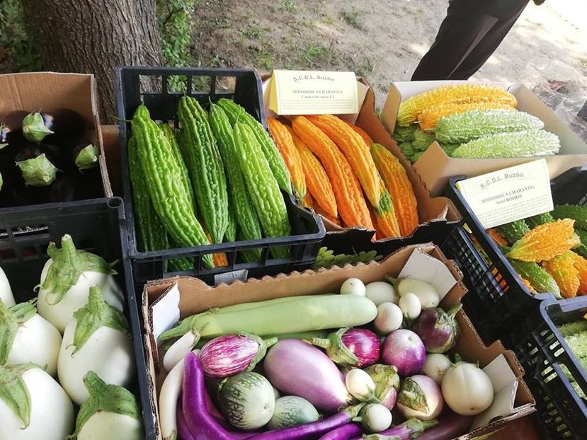  - A - A Festivalul tomatelor si biodiversitatii Buzau - 2018