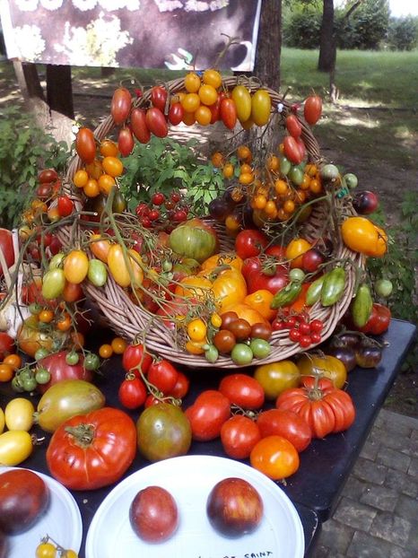  - A - A Festivalul tomatelor si biodiversitatii Buzau - 2018