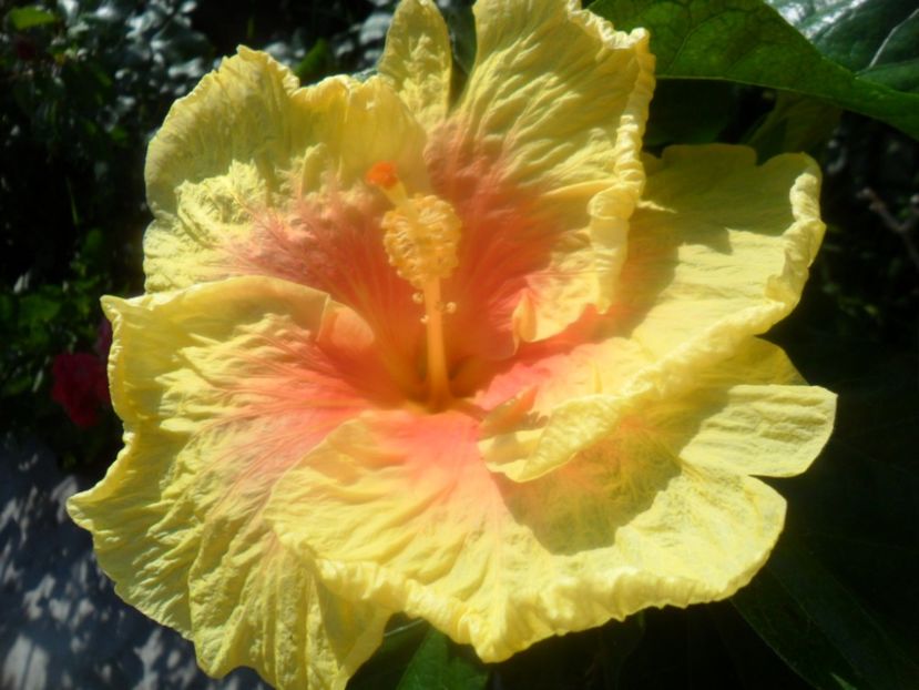 Ro V 2 - zz-hibiscusi din seminte