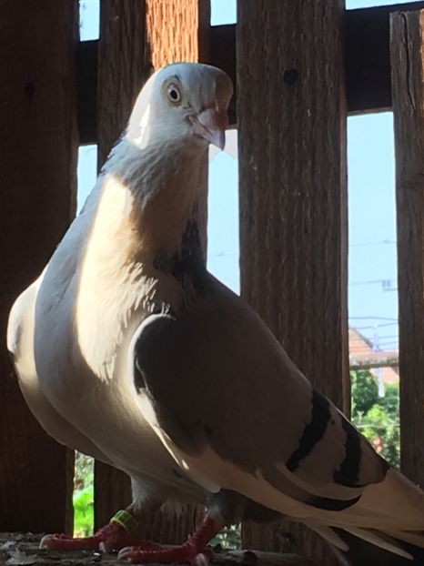 M2017 - Jucatori galati bălțați pe albastru