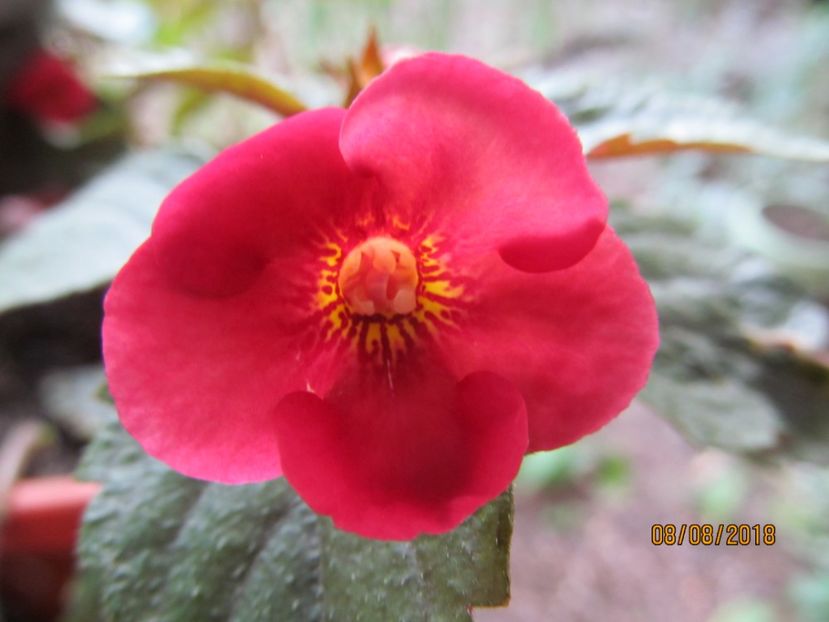 Red Diamond - ACHIMENES 2020 - VANZARI HIBRIZI