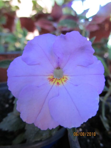 Champ de Lavande, - ACHIMENES 2020 - VANZARI HIBRIZI