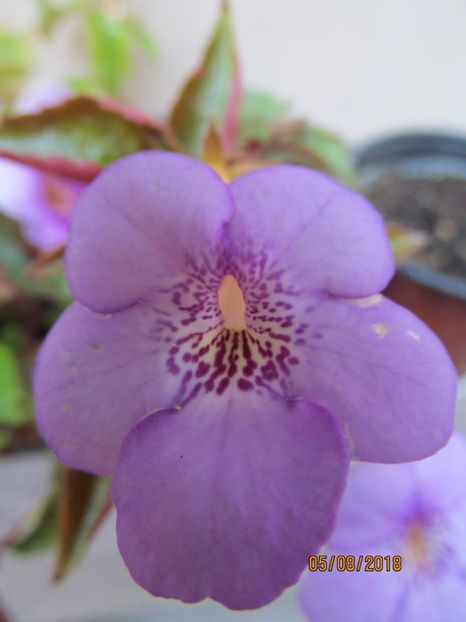 Electra - ACHIMENES 2020 - VANZARI HIBRIZI