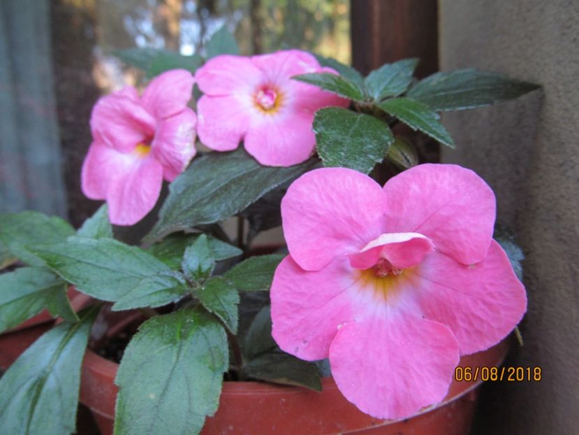 Golden Jubilee - ACHIMENES 2020 - VANZARI HIBRIZI